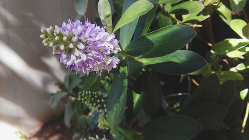 Close-up of purple flowers