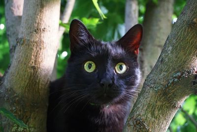 Close-up portrait of a cat