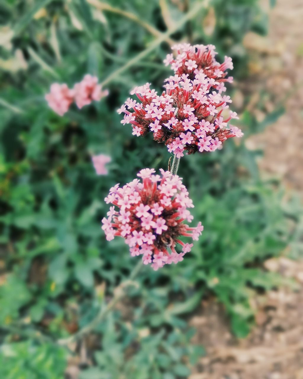 HIGH ANGLE VIEW OF PINK FLOWERING PLANTS