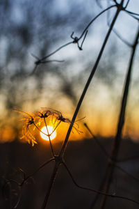 Close-up of silhouette plant against sky during sunset