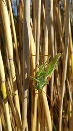 Close-up of grasshopper on golden grass