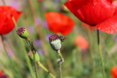 Close-up of red flowering plant