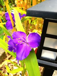 Close-up of purple flowering plant