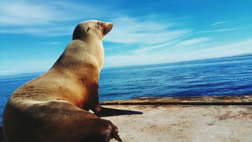 Seal siting by sea