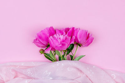 Close-up of pink flower against white background