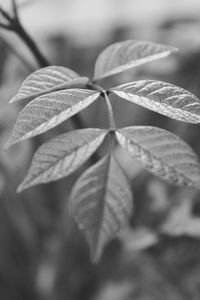 Close up of leaf