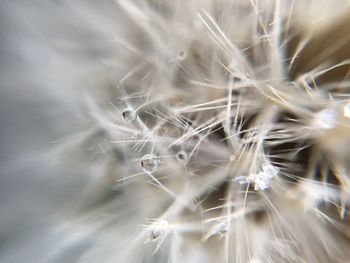 Full frame shot of white flower