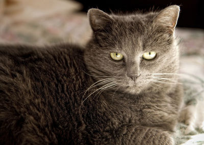 Close-up portrait of tabby cat