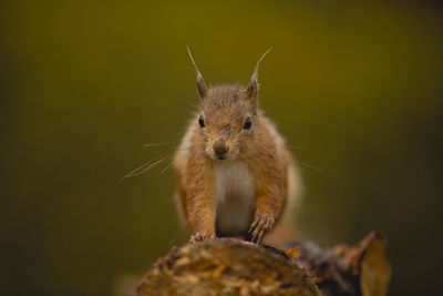 Close-up of squirrel