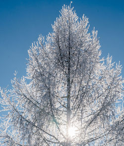 Low angle view of frozen plant against sky