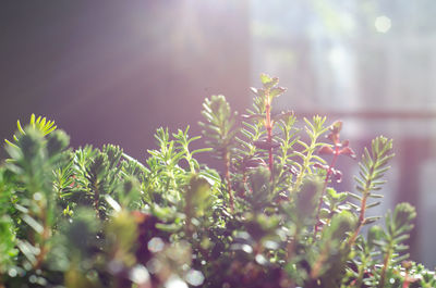 Close-up of plants growing on sunny day
