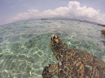 View of turtle swimming in sea