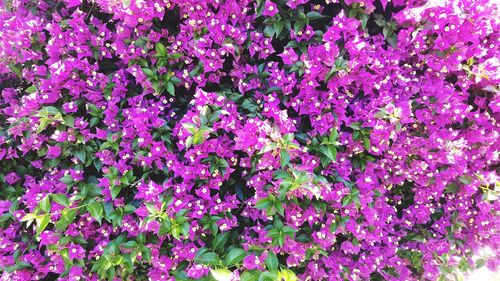 Full frame shot of pink flowers blooming outdoors