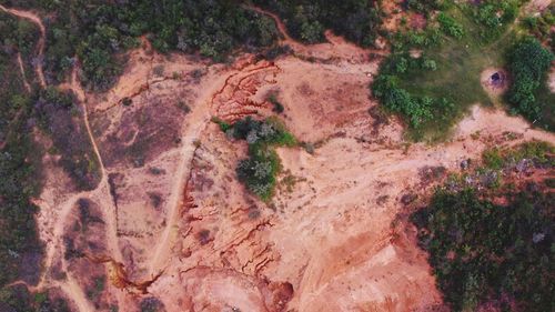 High angle view of a monkey