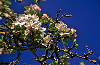 Low angle view of cherry blossom tree