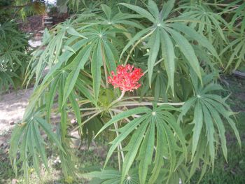 Red flower plant