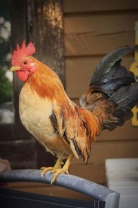 Close-up of rooster perching outdoors