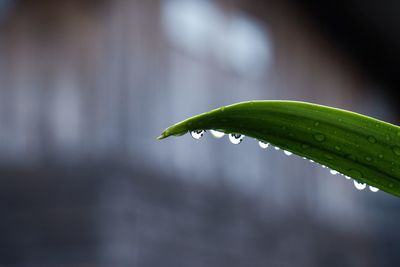 Close-up of wet plant leaf