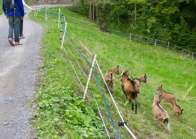 View of sheep walking on field