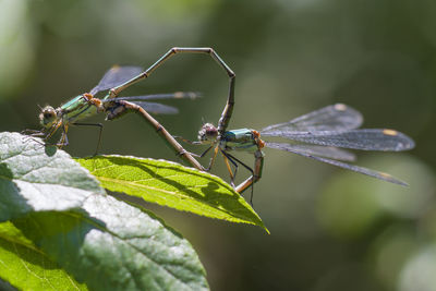 Close-up of damselfly on plant