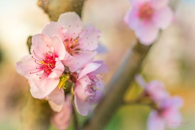 Close-up of pink flowers