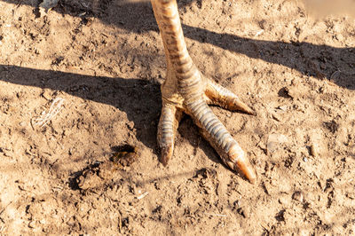 High angle view of a bird feet. ostrich