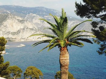 Palm tree by sea against sky