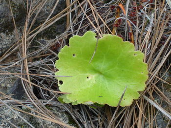 High angle view of a lizard on leaf