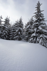 Trees on snow covered landscape against sky