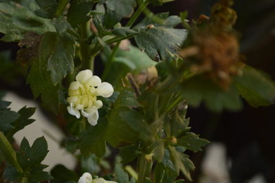 Close-up of white flowers blooming outdoors