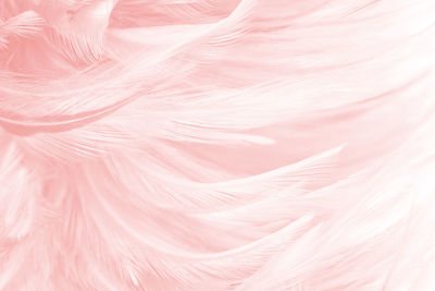 Pink feather pattern texture background