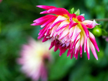 Close-up of pink flower blooming outdoors