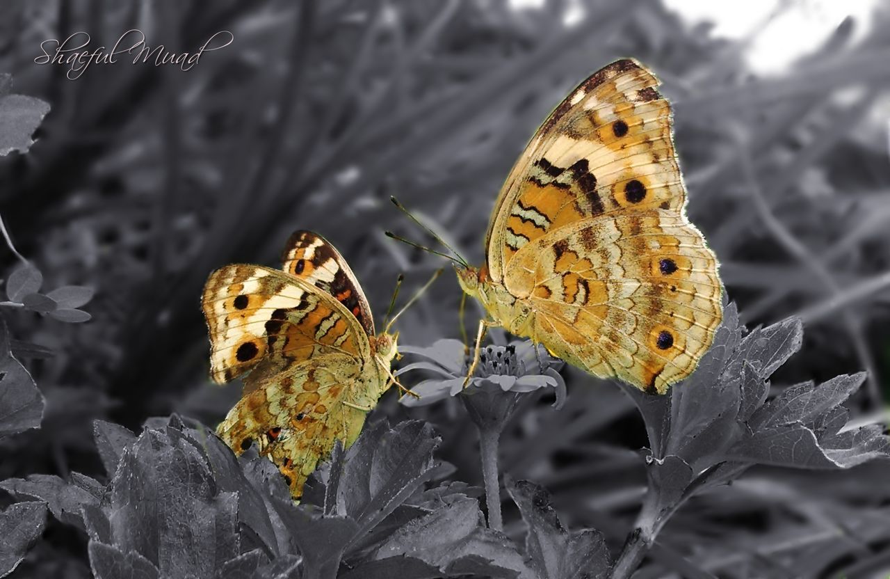 focus on foreground, close-up, leaf, butterfly, yellow, insect, nature, fragility, natural pattern, butterfly - insect, dry, day, wildlife, animals in the wild, beauty in nature, one animal, season, outdoors, plant, animal themes