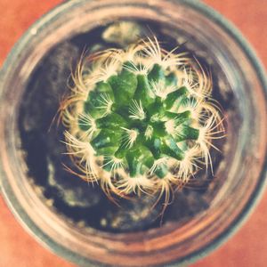 High angle view of cactus in potted plant