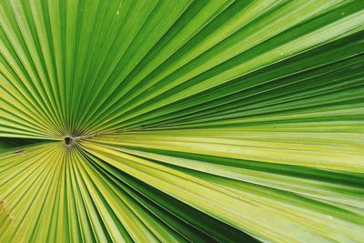 Full frame shot of palm leaves