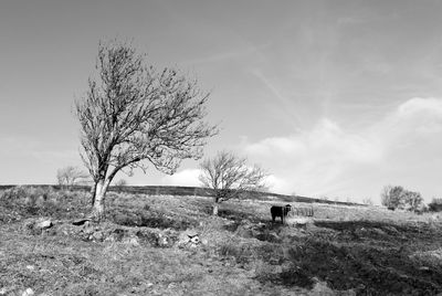 Bare tree on field against sky