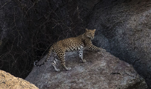 Leopard on rock