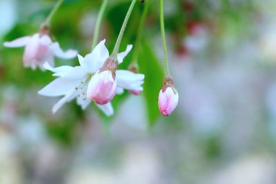 Close-up of pink flowers