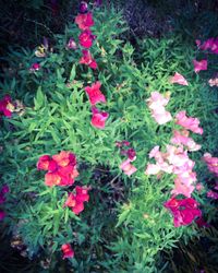 Close-up of pink flowers