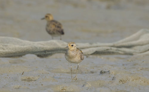 Close-up of bird on beach