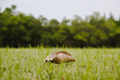 Close-up of mushroom on field