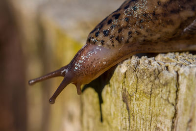 Close-up of snail on wood