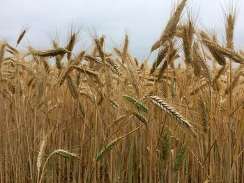 Close-up of wheat growing on field against sky