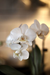 Close-up of white flowers blooming outdoors