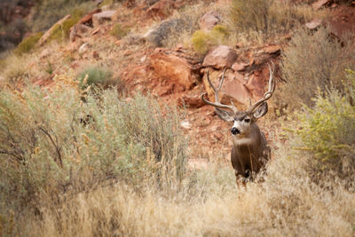 Deer in a forest