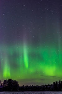 Low angle view of trees against sky at night