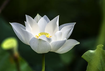 Close-up of white water lily