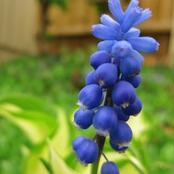 Close-up of purple flowers blooming outdoors