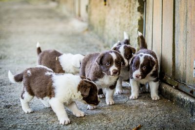 High angle view of puppies standing on footpath