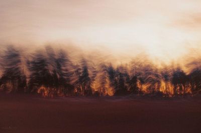 Trees in foggy weather